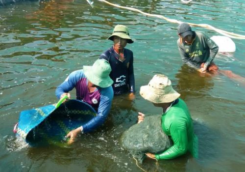 Sóc Trăng: Diện tích thả nuôi tôm nước lợ đạt 53.000 ha