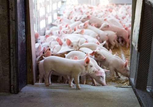 CANADA: Xuất khẩu thịt lợn và lợn đứng thứ 3 thế giới