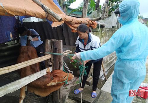 Hà Tĩnh: Lộc Hà đã 21 ngày không còn gia súc mắc bệnh viêm da nổi cục 21/05/2021 | 11:08