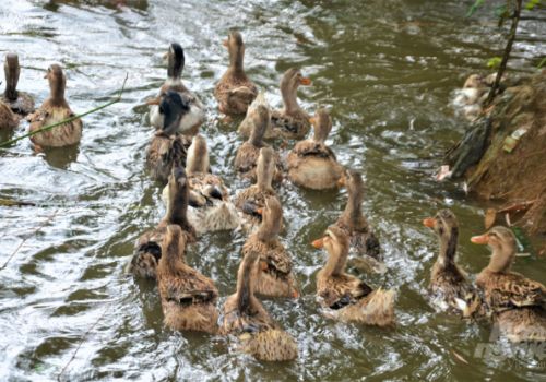 Giống vịt ngon số một xứ Tuyên