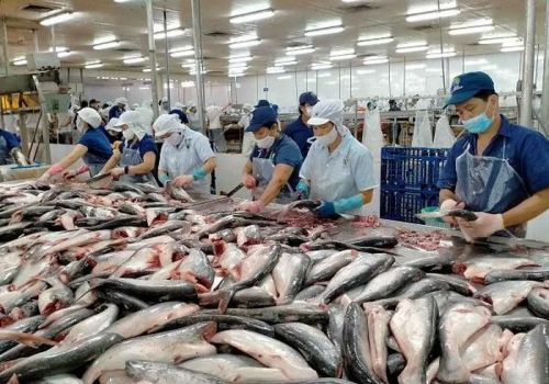 Xuất khẩu cá tra đi Nga gặp nhiều bất ổn