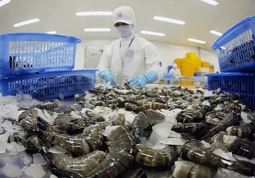 Xuất khẩu tôm giữ lợi thế cạnh canh trước các đối thủ mới nổi