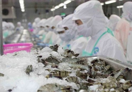 Tháng 10/2021, xuất khẩu tôm Việt Nam giảm nhẹ