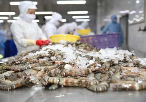 Tăng trưởng mạnh, triển vọng xuất khẩu tôm đạt 5,6 tỷ USD vào năm 2025