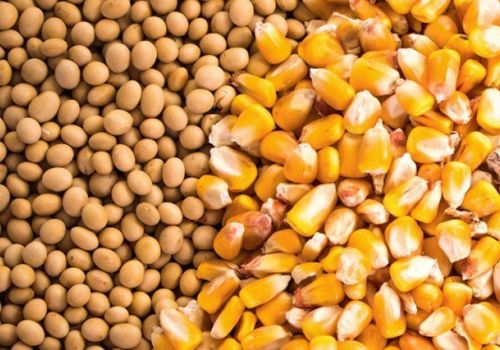 USDA: Giá ngô, đậu tương sẽ tiếp tục tăng