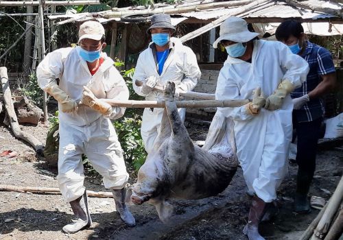 Sa Thầy (Kon Tum): Tái xuất hiện dịch tả lợn Châu Phi