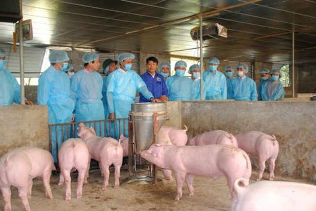 Giám sát chặt chẽ ổ dịch tả heo Châu Phi