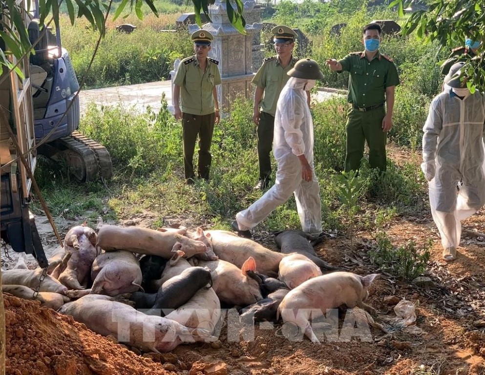 Gần 1.000 con lợn nhập khẩu từ Thái Lan bị tiêu hủy