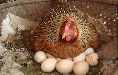 Tại sao gà ngày nay đẻ nhiều trứng như vậy?