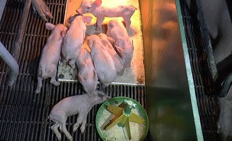 7-bien-phap-han-che-heo-de-chet-heo-con-sinh-003_1