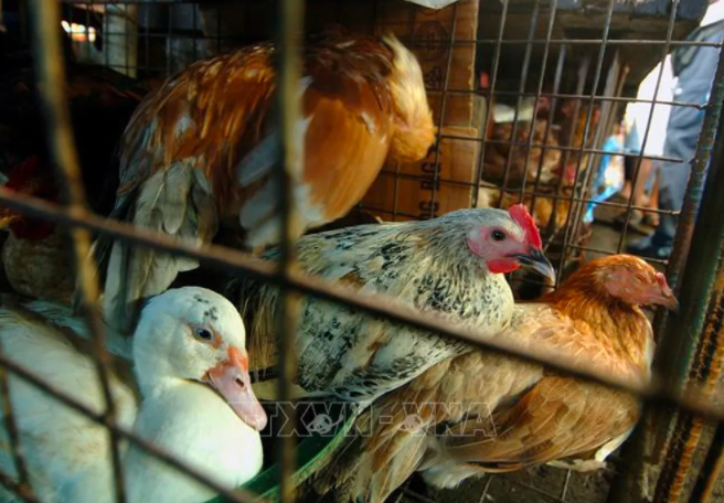 Philippines siết chặt các biện pháp nhằm ngăn chặn lây lan cúm gia cầm