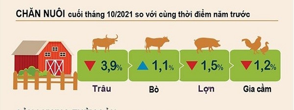 Chan-nuoi-cuoi-thang-10