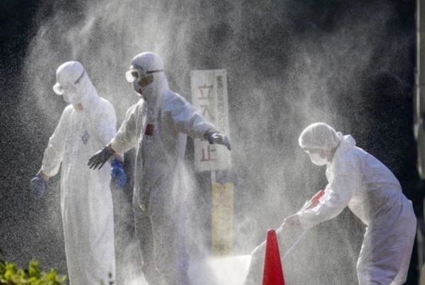 FAO cảnh báo chủng cúm gia cầm ở Đông Á cực nguy hiểm