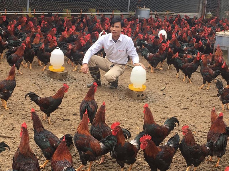 Làm giàu từ chăn nuôi gà sạch