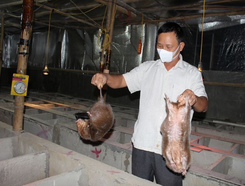 Lão nông làm giàu từ mô hình nuôi dúi