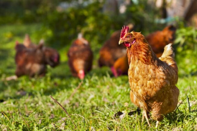 Nghiên cứu mới giúp gà thả vườn tăng cân giảm nhiễm bệnh