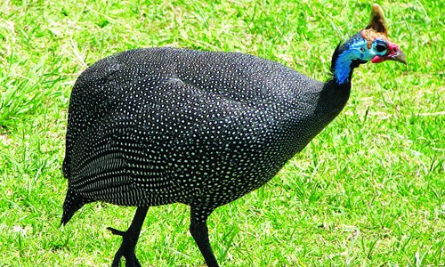 Nuôi gà Sao nuôi cho hiệu quả cao