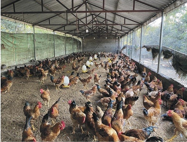 Nuoi-ga-vi-sinh-quang-cao-Mavin-nhachannuoi-2