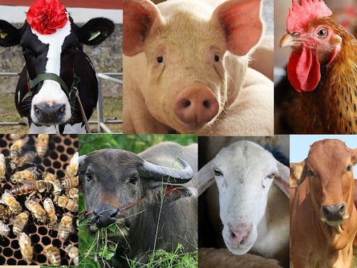 Tạo thuận lợi cho ngành chăn nuôi trong bối cảnh mới