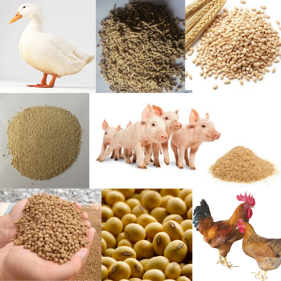 5 yếu tố quan trọng nhất trong công thức khẩu phần thức ăn chăn nuôi