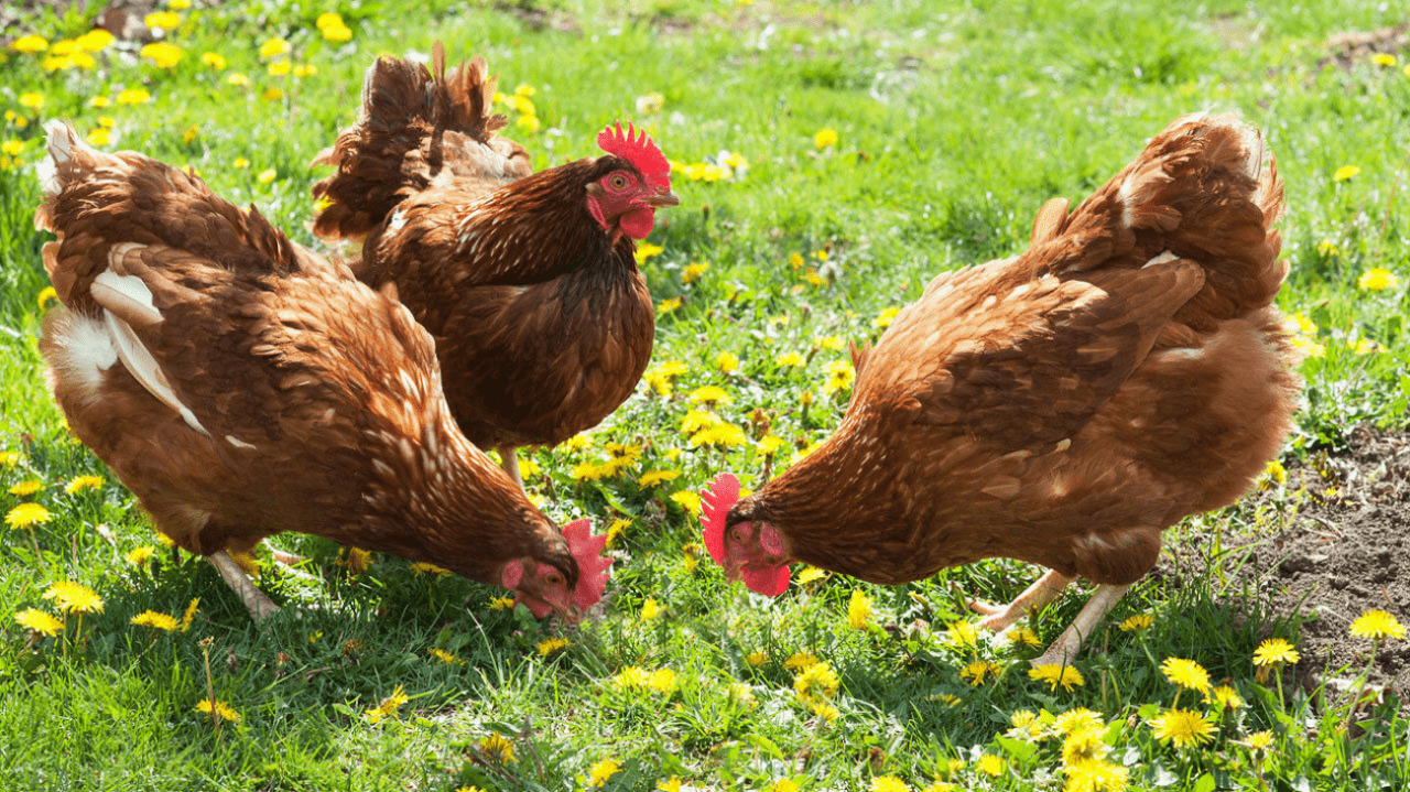 Một số yêu cầu khi chăn nuôi gà hữu cơ