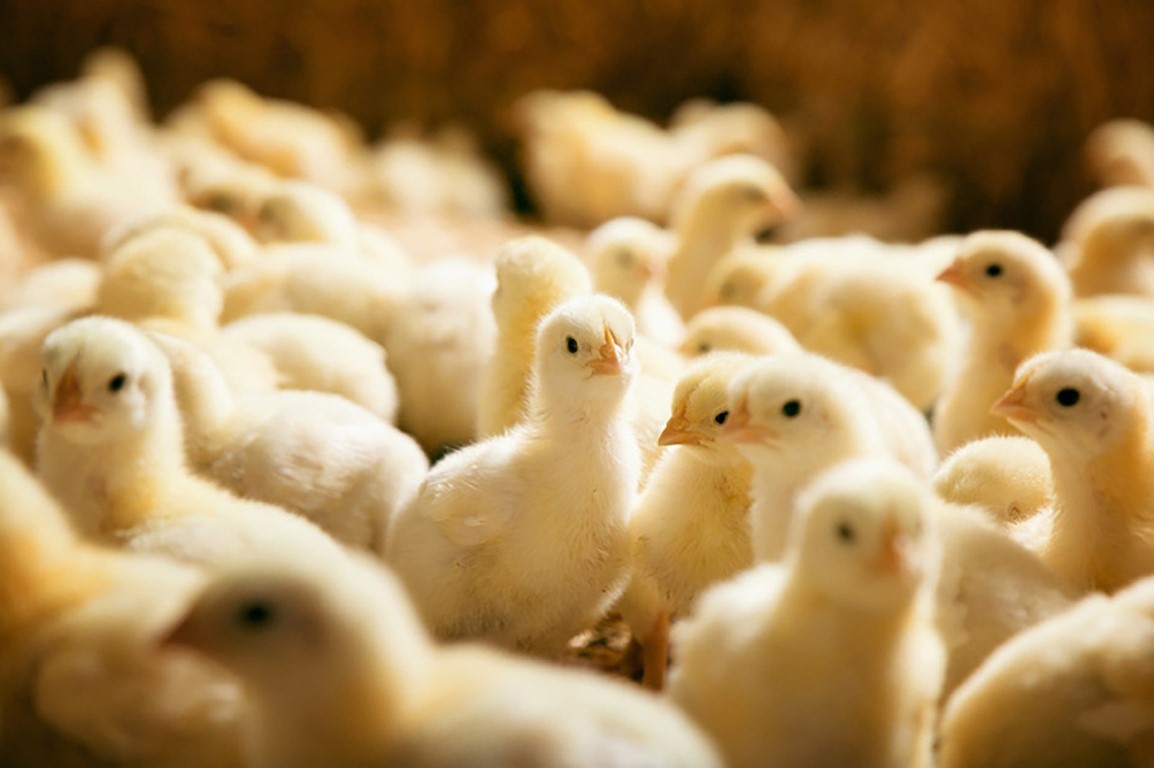 Người chăn nuôi buộc phải tiêu hủy gà con vì chi phí nuôi đến khi xuất bán quá cao