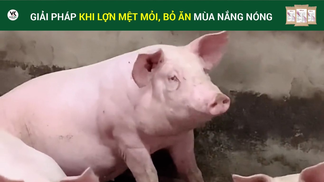 Giải pháp cho lợn mệt mỏi bỏ ăn mùa nắng nóng