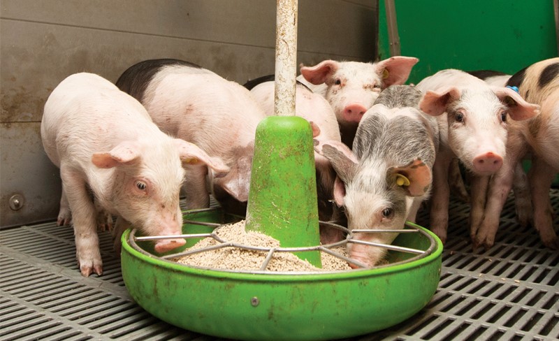 Các yếu tố ảnh hưởng đến tỷ lệ chuyển đổi thức ăn (FCR) ở lợn