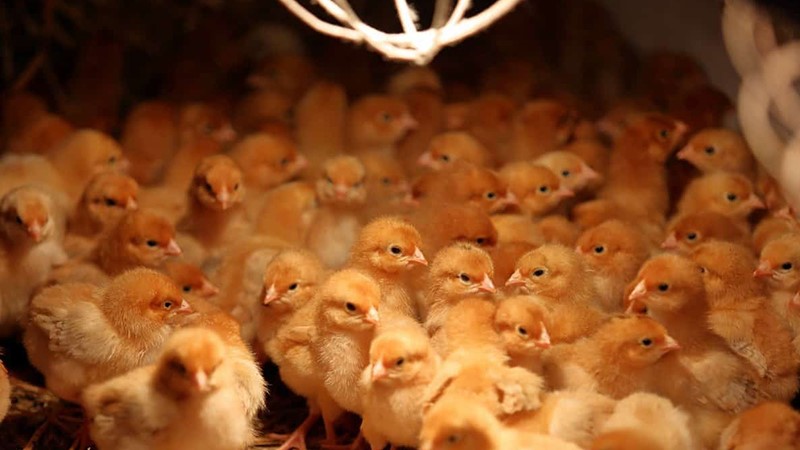 Giải pháp kiểm soát tỷ lệ gà chết sớm trong chuồng gà thịt