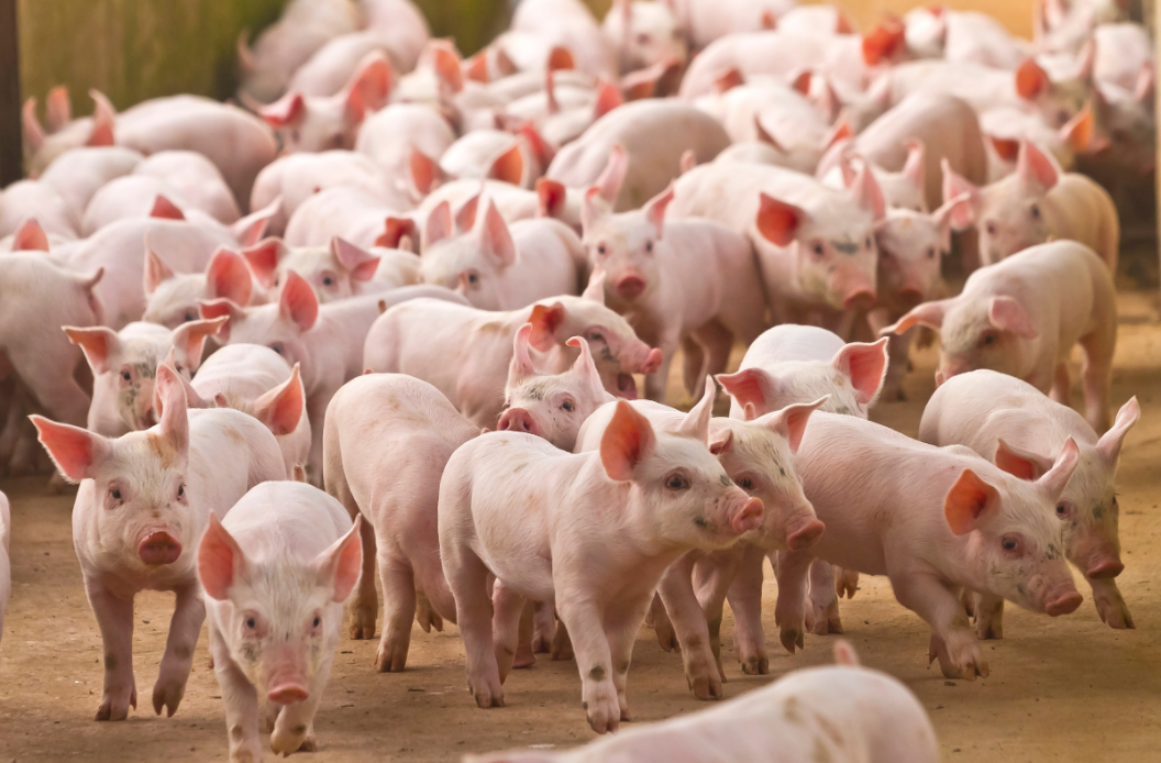 Giá lợn hơi tiếp tục tăng, có nên đẩy mạnh tái đàn?