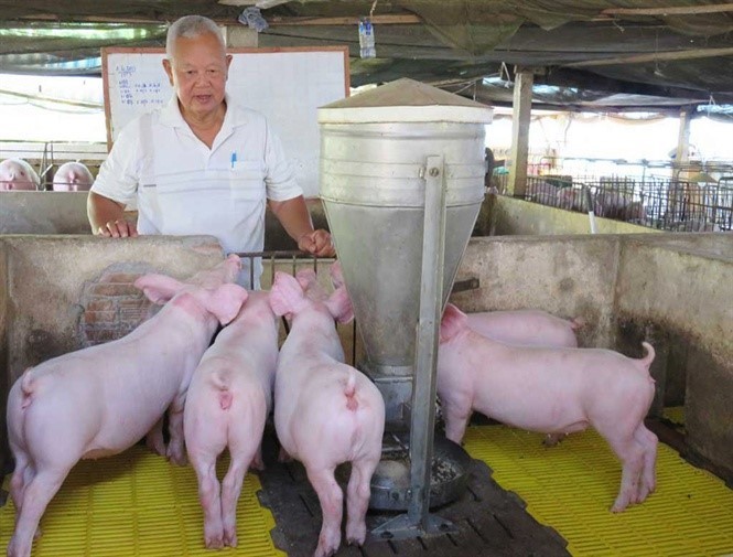 Giá lợn “quay đầu” giảm, người nuôi chưa kịp mừng lại thêm lo