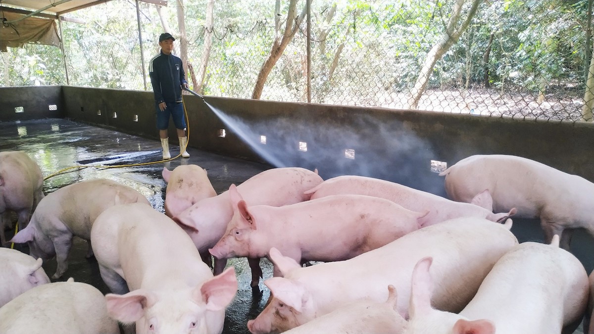 Người chăn nuôi ngại tái đàn, liệu cuối năm có thiếu thịt lợn