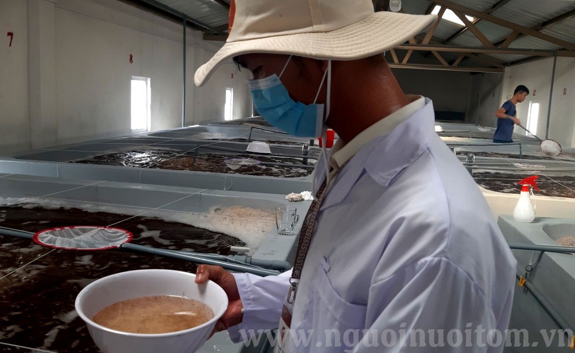Nuôi tôm Quảng Nam: Cơ hội mở ra từ sản xuất tôm giống sạch
