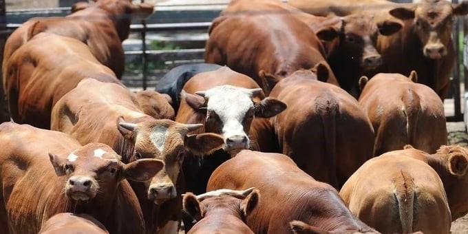 Hạn hán kéo dài khiến giá thịt bò ở Mỹ tăng cao kỷ lục
