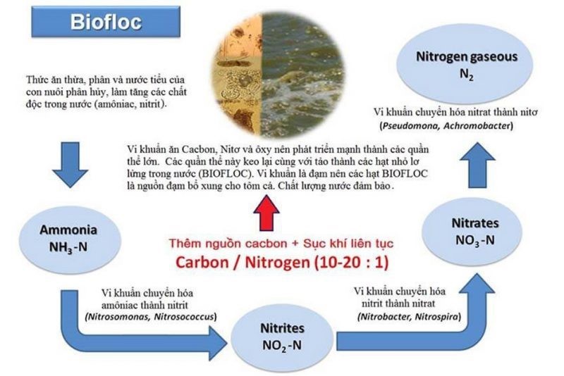 biofloc-e1640579854414