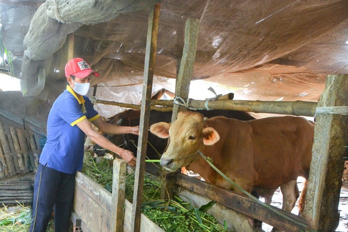 cham-soc-bo-cua-gia-dinh