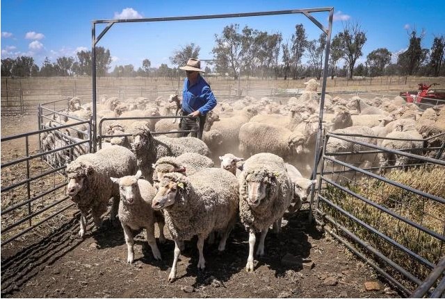 Khủng hoảng thịt cừu tại Úc