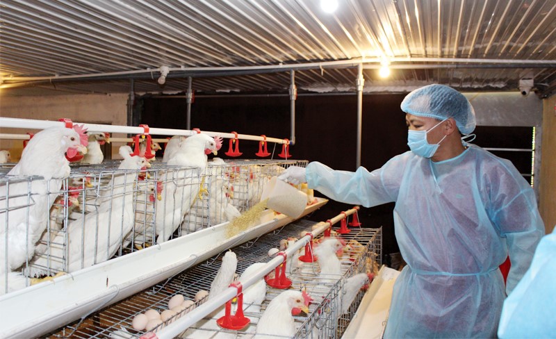 chan-nuoi-gia-cam(3)