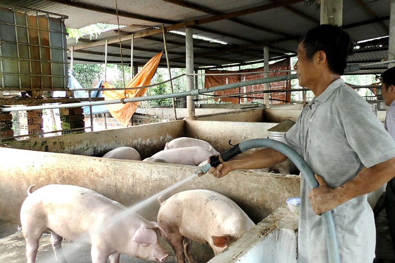 Giá cám tăng, người nuôi heo sốt ruột