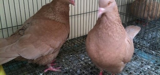 Xử lý khi chim bồ câu ăn ít, hen khẹc