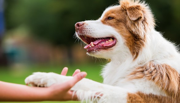 cho-cung-16372887588241234893508