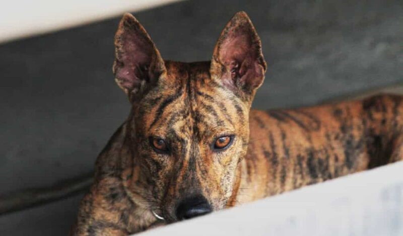 cho-ven-cop-phu-quoc-1-scaled-e1643280741579