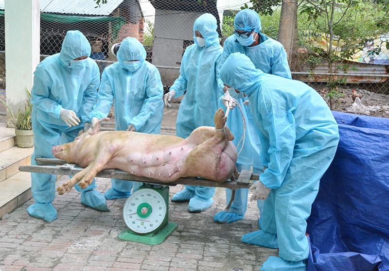 Tân Châu (Tây Ninh): Tiêu hủy 23 con heo bị bệnh dịch tả heo Châu Phi