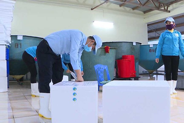 cong-ty-tnhh-vit-uc-qung-ninh-xut-7-triu-tom-ging-dp-du-nam-2