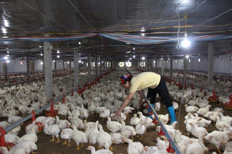 dan-vat-nuoi-tang-so-voi-2021-scaled-e1643298991967