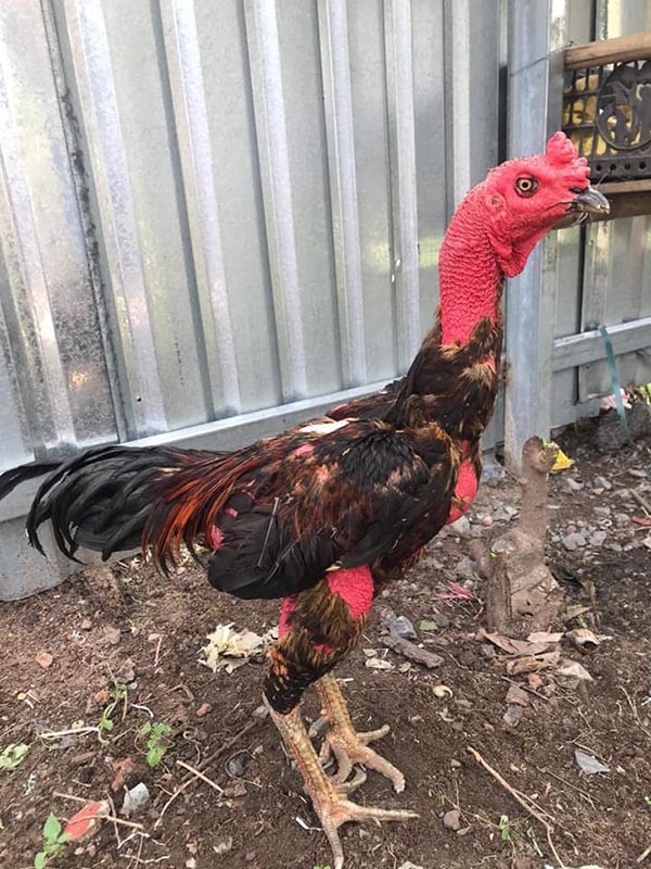 Xử lý khi gà có dấu hiệu giảm ăn, xù lông, ủ rũ, khó thở