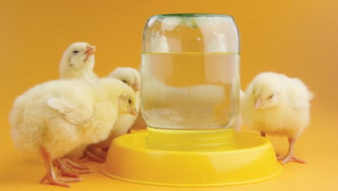 Cách cải thiện chất lượng nước uống gia cầm bằng sự axit hóa