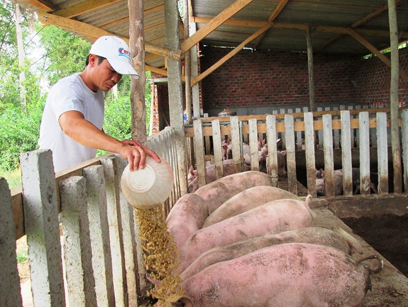 Giá thức ăn chăn nuôi tăng cao