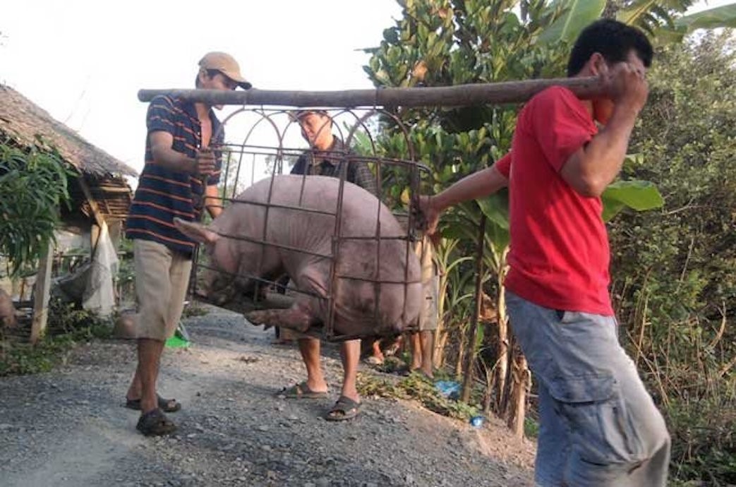 gia-thuc-an-tiep-tuc-tang
