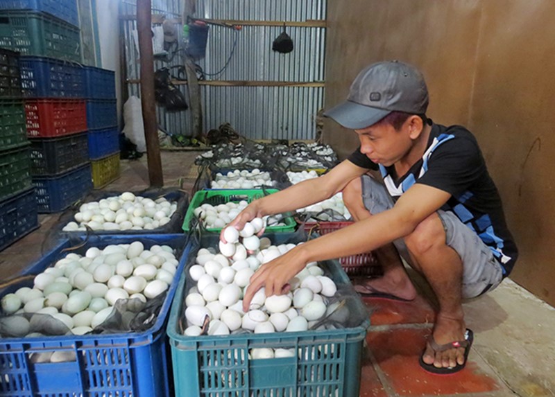 Đồng Tháp: Giá trứng gia cầm tăng